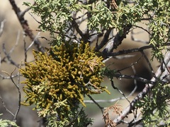 Phoradendron juniperinum