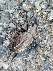 Carabus granulatus