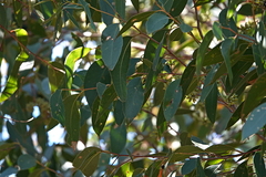 Eucalyptus agglomerata