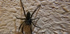 Lycosoidea
