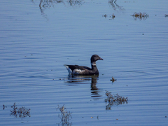 Branta bernicla