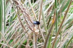 Australophyra rostrata