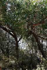 Eucalyptus agglomerata