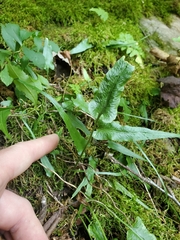Asplenium rhizophyllum
