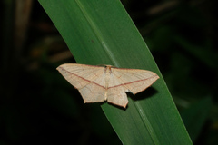 Timandra convectaria