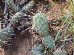 Opuntia tortispina