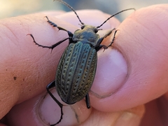 Carabus granulatus