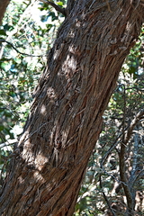 Eucalyptus agglomerata