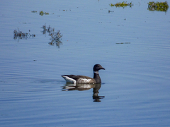 Branta bernicla