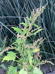 Chenopodiastrum murale