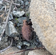 Opisthius richardsoni