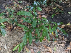 Beilschmiedia obtusifolia