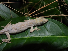 Anolis ustus