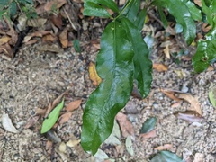 Beilschmiedia obtusifolia