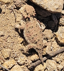 Phrynosoma blainvillii