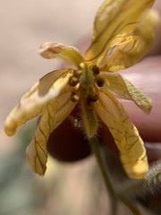 Senna bauhinioides