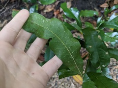 Beilschmiedia obtusifolia