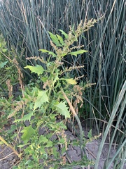 Chenopodiastrum murale