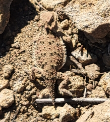 Phrynosoma blainvillii