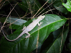 Anolis ustus