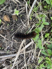 Hypercompe trinitatis