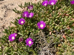 Disphyma crassifolium