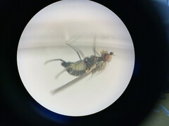 Phytomyza syngenesiae