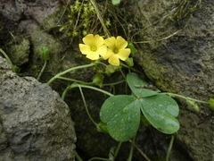 Oxalis megalorrhiza