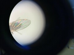 Phytomyza syngenesiae