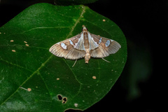Glyphodes bicolor