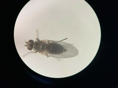 Phytomyza syngenesiae