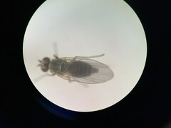 Phytomyza syngenesiae