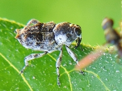 Cylindrocopturus