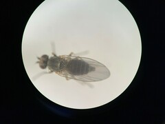 Phytomyza syngenesiae