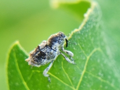 Cylindrocopturus