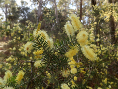 Acacia verticillata verticillata