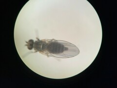 Phytomyza syngenesiae