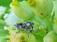 Cylindrocopturus
