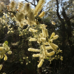 Acacia verticillata verticillata