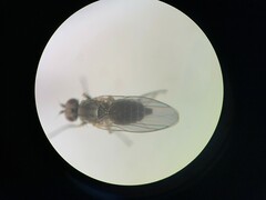 Phytomyza syngenesiae