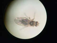 Phytomyza syngenesiae