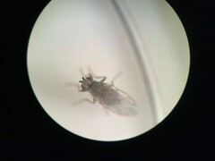 Phytomyza syngenesiae