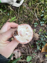 Lactarius subpurpureus