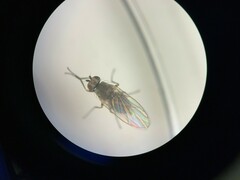 Phytomyza syngenesiae