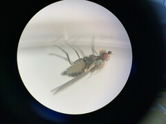 Phytomyza syngenesiae