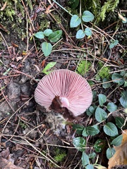 Lactarius subpurpureus