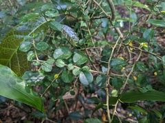 Maclura cochinchinensis