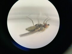 Phytomyza syngenesiae