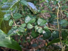 Maclura cochinchinensis