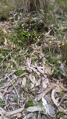 Thelymitra antennifera